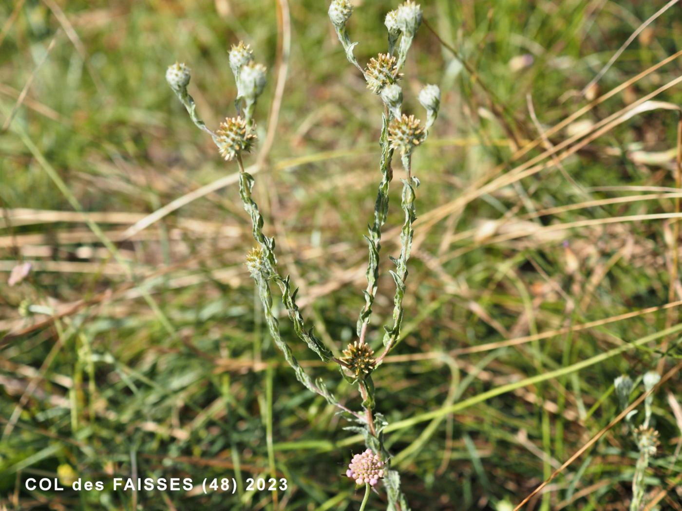 Cudweed, Common plant